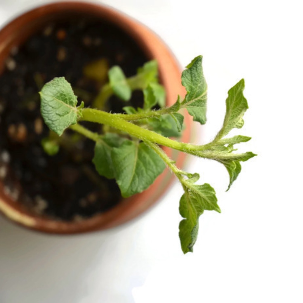 Meet your Posher, Brenda